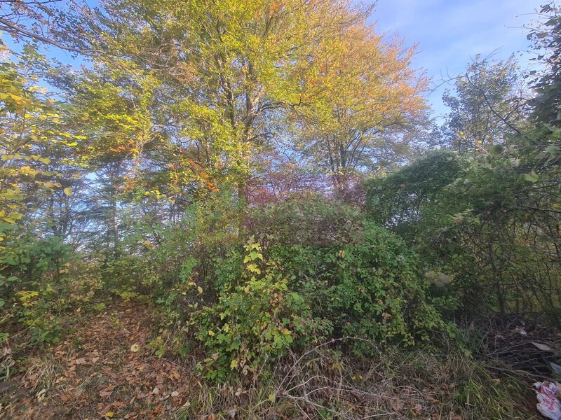 Teren intravilan de vanzare in Telega