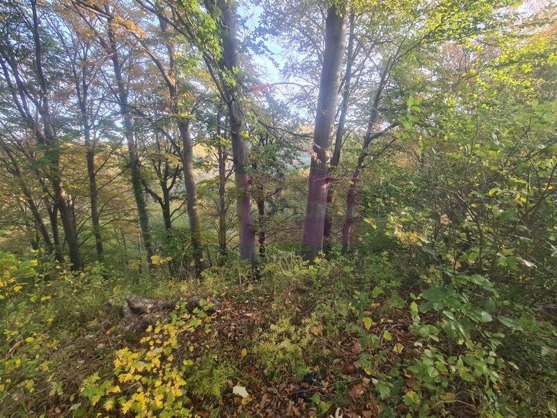 Teren intravilan de vanzare in Telega